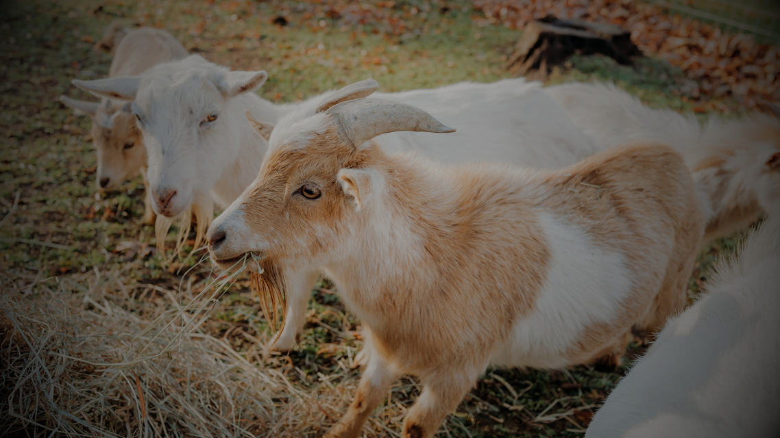Goats on pasture