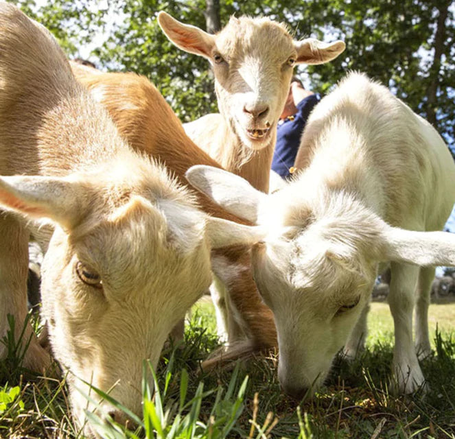 four goats eating grass