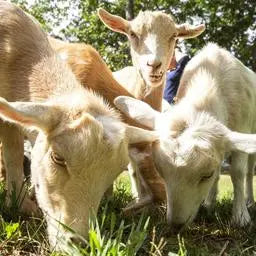 The next generation of Milk Producers of Whitetail Lane Farm Goat Milk Soap.